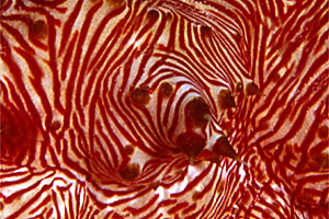 Oloturia rossa (Thelenota rubralineata)