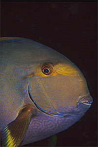 Pesce chirurgo ornato (Acanthurus dussumieri)