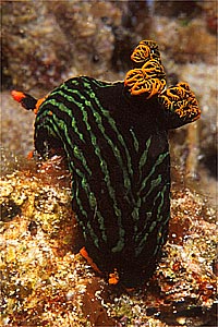 Nembrotha (Nembrotha kubaryana)