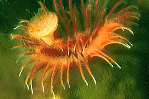 Serpula (Serpula vermicularis)