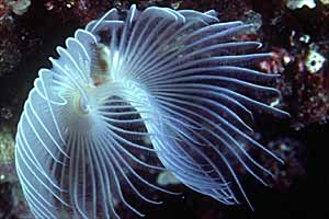 Verme dal ciuffo bianco (Protula tubularia)