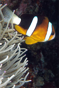 Pesce pagliaccio di Clark (Amphiprion clarkii)
