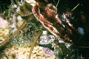 Orecchia di mare (Haliotis tuberculata lamellosa)