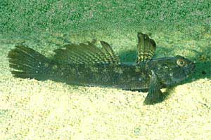 Ghiozzo nero (Gobius niger)