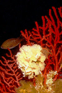 Trina di mare (Reteporella grimaldii)