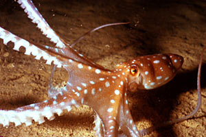 Polpessa (Octopus macropus)