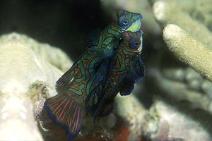 Pesce mandarino (Synchiropus splendidus)