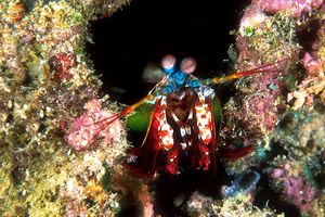 Squilla arcobaleno (Odontactylus scyllarus)