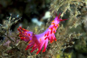 Flabellina (Flabellina exoptata)