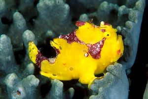 Pesce rana maculato (Antennarius maculatus)