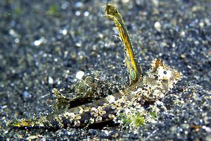 Pesce (Callionymidae n.d.)