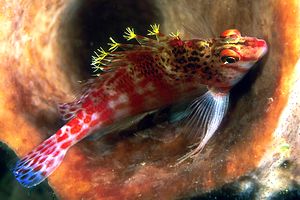 Pesce falco nano (Cirrhitichthys falco)