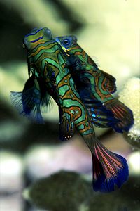 Pesce mandarino (Synchiropus splendidus)