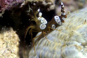 Gambero di Ambon (Thor amboinensis)