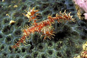 Pesce ago fantasma ornato (Solenostomus paradoxus)