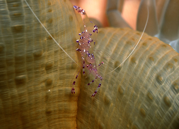 Gamberetto (Urocardidella antonbruunii)