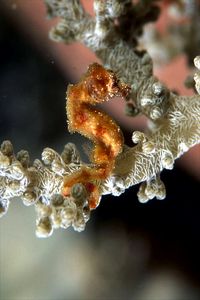Cavalluccio pigmeo dei coralli molli (Hippocampus sp. 2)