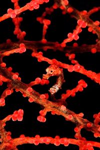 Cavalluccio marino pigmeo (Hippocampus bargibanti)