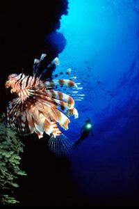 Pesce cobra (Pterois miles)