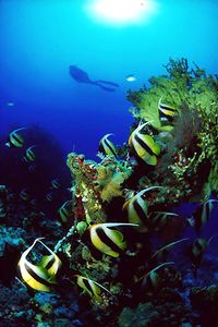 Pesce farfalla virgola (Heniochus intermedius)