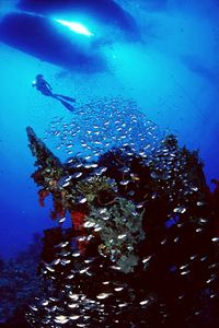 Pesce vetro (Parapriacanthus ransonneti)