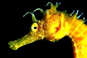 Cavalluccio marino (Hippocampus guttulatus)