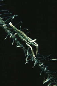 Gambero dei crinoidi (Periclimenes amboinensis)