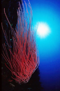 Corallo frusta (n.d. n.d.)