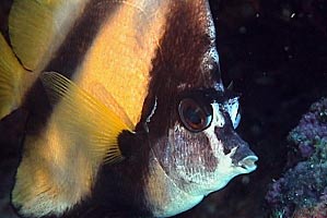Pesce farfalla virgola (Heniochus intermedius)
