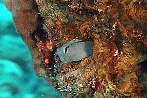 Blennide imitatore (Ecsenius gravieri)