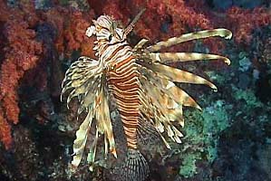 Pesce cobra (Pterois miles)