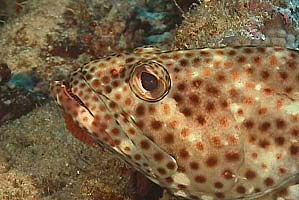 Cernia maculata bruna (Epinephelus tauvina)