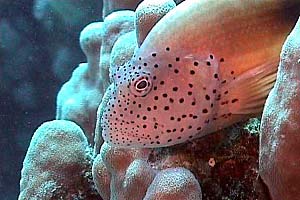 Pesce falco (Paracirrhites forsteri)