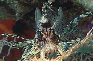 Pesce cobra (Pterois miles)