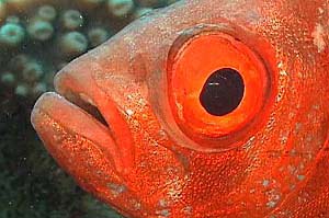 Pesce occhio grosso (Priacanthus hamrur)