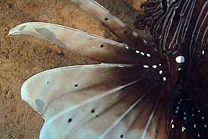 Pesce cobra (Pterois miles)