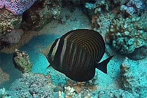 Pesce chirurgo zebra (Zebrasoma desjardinii)