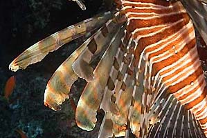 Pesce cobra (Pterois miles)
