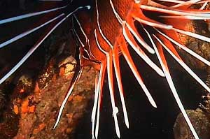 Pesce cobra (Pterois radiata)