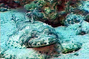 Pesce coccodrillo (Papilloculiceps longiceps)