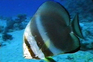 Pesce pipistrello pinna lunga (Platax teira)