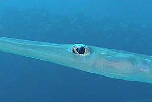 Pesce flauto (Fistularia commersonii)