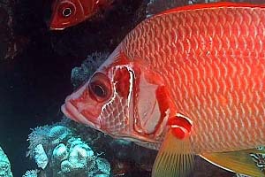 Pesce scoiattolo spinoso (Sargocentron spiniferum)