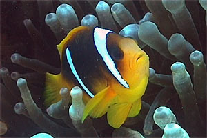 Pesce pagliaccio (Amphiprion bicinctus)
