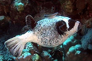 Pesce palla mascherato (Arothron diadematus)