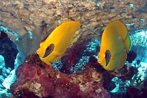 Pesce farfalla semimascherato (Chaetodon semilarvatus)