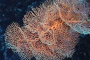 Gorgonia (Subergorgia hicksoni)