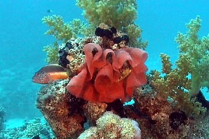 Ballerina spagnola (Hexabranchus sanguineus)