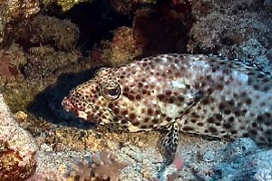 Cernia maculata bruna (Epinephelus tauvina)