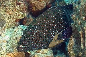 Cernia tropicale (Cephalopholis argus)